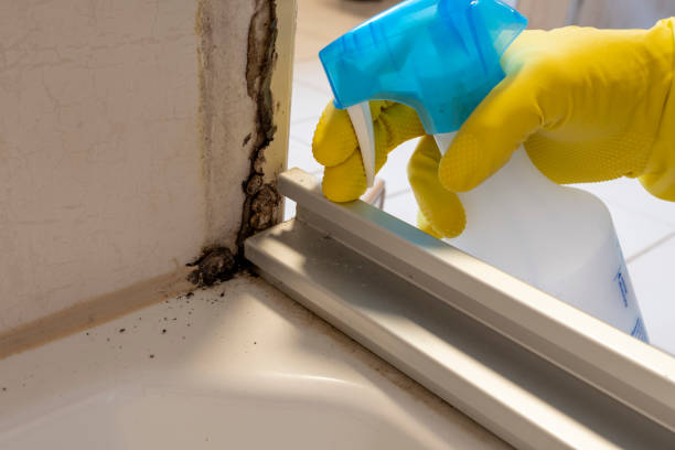 Best Toxic Mold Removal  in Sackets Harbor, NY