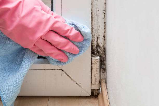 Best Mold Testing  in Sackets Harbor, NY
