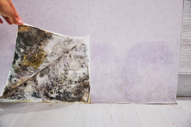 Best Residential Mold Removal  in Sackets Harbor, NY
